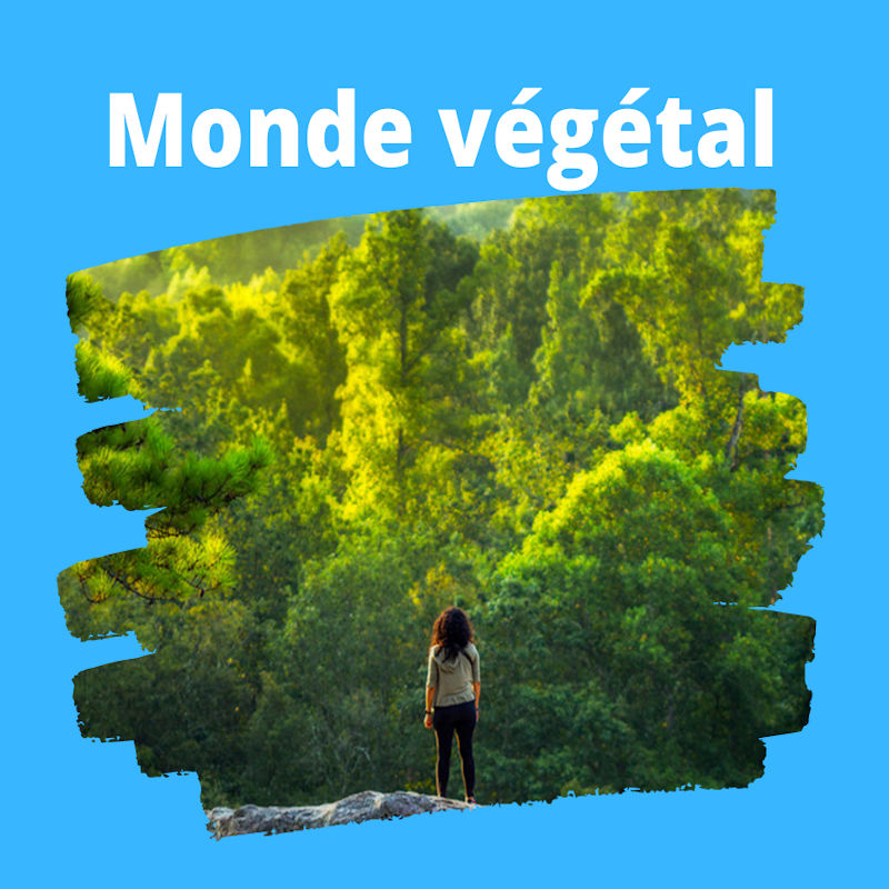 Thème Monde végétal