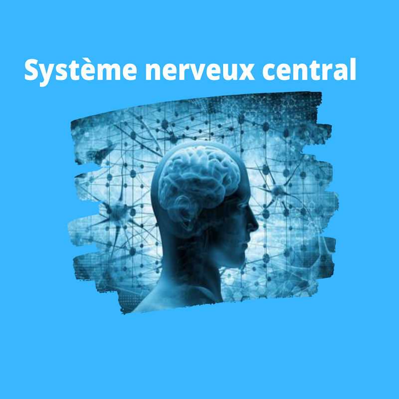 Système nerveux central